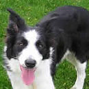 Lass was adopted in January, 2007